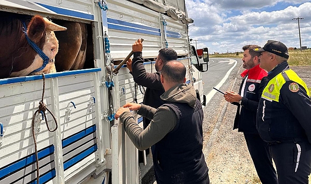 Tekirdağ'a kaçak hayvan getiren besiciye 105 bin lira ceza