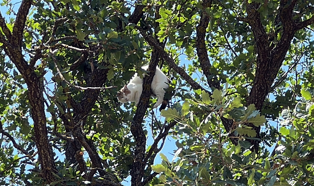 Ağaçta mahsur kalan kedi için vali devreye girdi; 18 saat sonra kurtarıldı