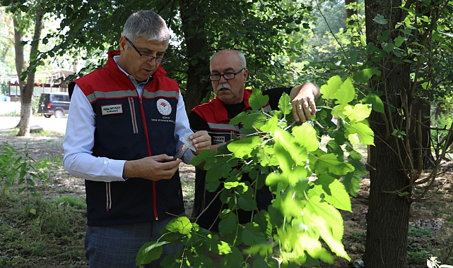 Edirne'de 'kahverengi kokarca'ya karşı 2 bin adet samuray arısı doğaya salındı