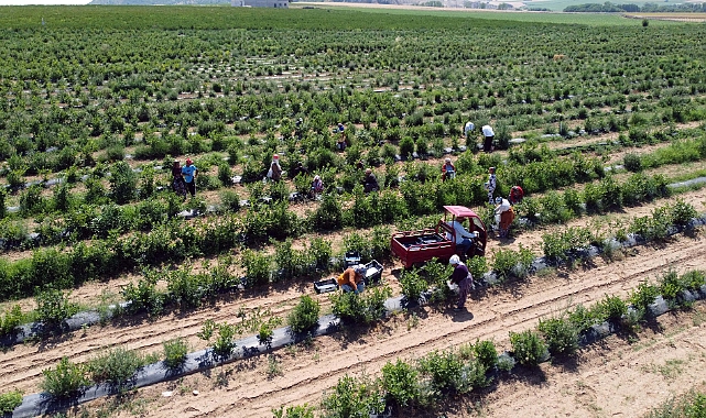 Edirne'de yaban mersini hasadı, don nedeniyle verim kaybıyla başladı