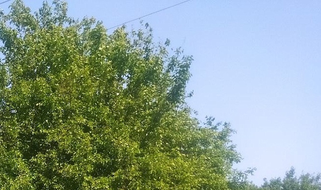 Güneşli Hava Etkisini Sürdürecek