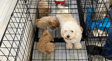 Kırklareli'nde Kaçak Hayvan Üretim Tesisine Baskın: 12 Köpek Kurtarıldı