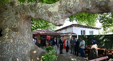 582 Yıllık Anıt Ağaçta İnceleme