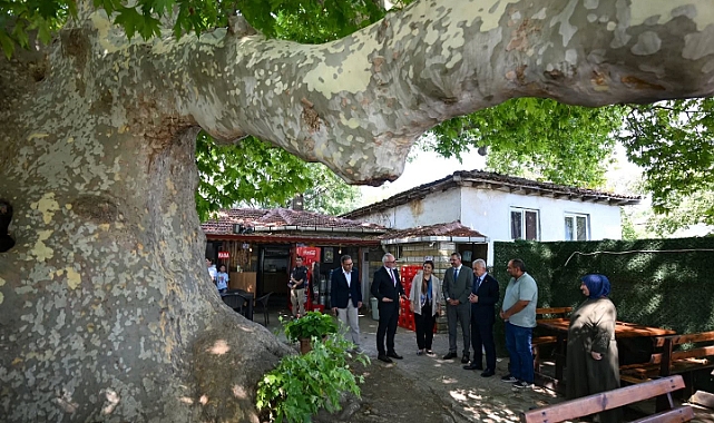 582 Yıllık Anıt Ağaçta İnceleme