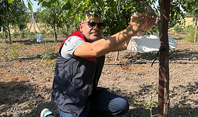 Akdeniz Meyve Sineğine Karşı Tuzaklı Önlem