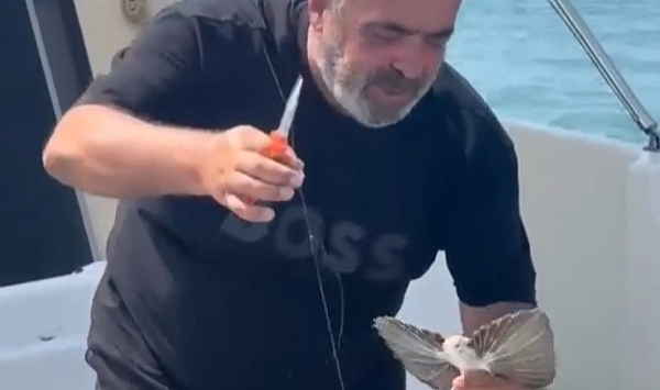 Saros'ta nadir görülen kırlangıç balığı oltaya takıldı