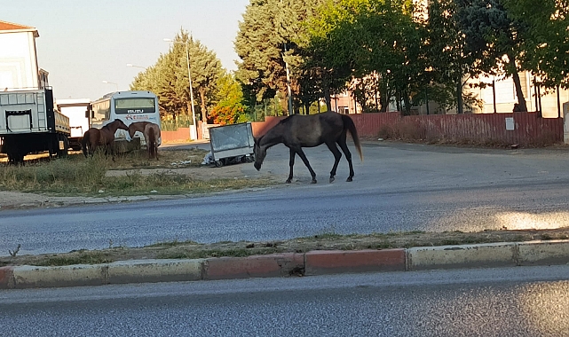 Vatandaşlar Tedirgin, Önlemler Yetersiz Kaldı