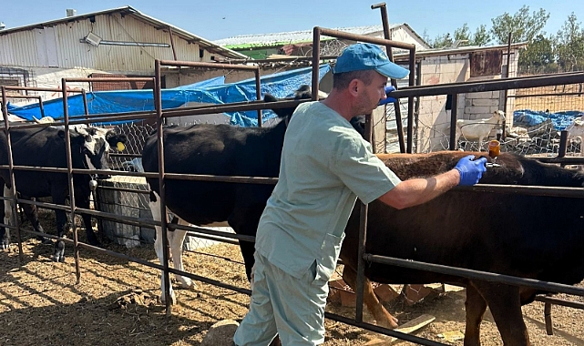 Hayvan Sağlığı İçin Aşılama ve Kontroller Sürüyor