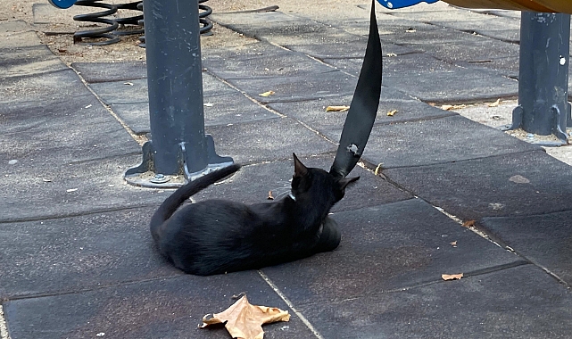 Oyun Parklarında Sürpriz Misafir: Minik Kedi Yavrusu