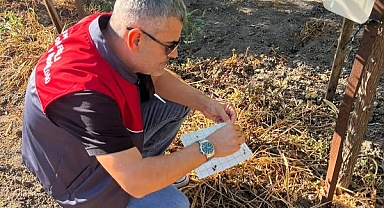 Akdeniz Meyve Sineği ile Mücadele Çalışmaları Sürüyor