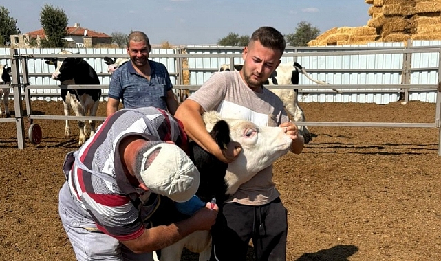 Babaeski'de Hayvancılık İşletmelerinde Serosurvey Çalışması
