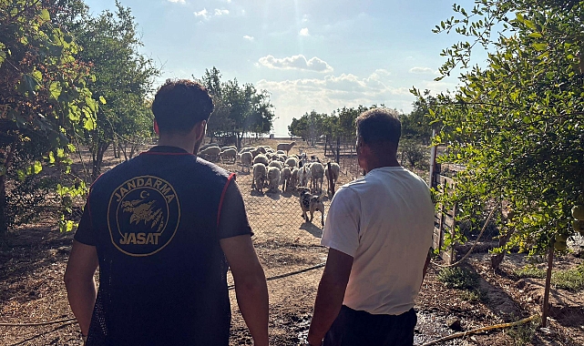 Çalınan koyunlar 50 saatlik görüntü incelenerek bulundu