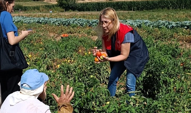 Domates Bahçelerinde Hastalık ve Zararlı Kontrolleri Yapıldı