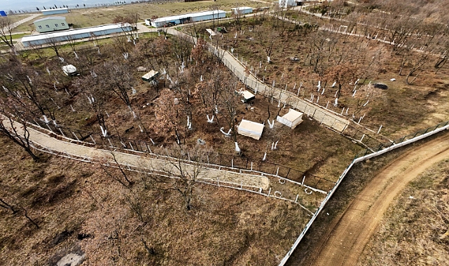 Edirne’de sokak hayvanları için oluşturulan ‘doğal yaşam alanı’nda çalışmalar sürüyor