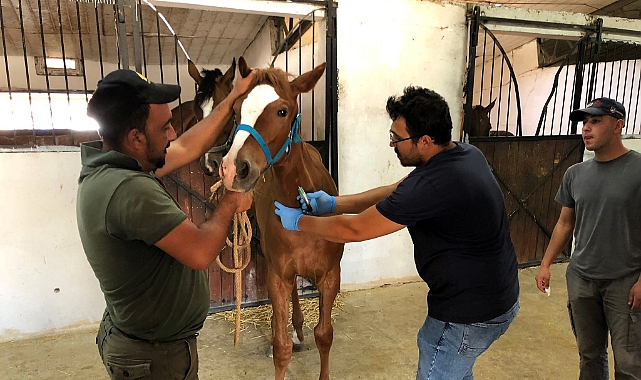 Safkan Atlar Mikroçip ile Kalıcı Olarak Kayıt Altına Alınıyor