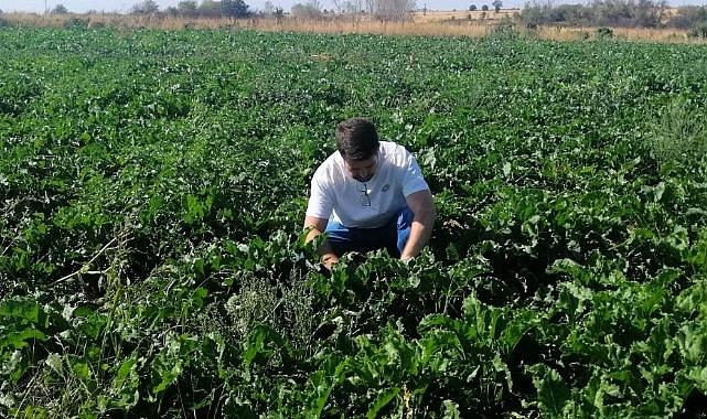 Şeker Pancarı Tarlalarında Saha Kontrolleri Yapıldı