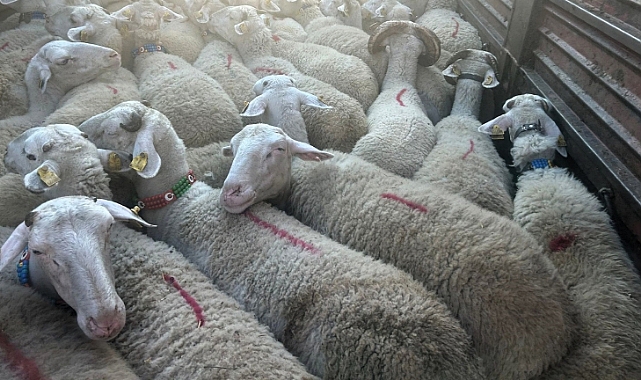 Trakya'ya Kaçak Hayvana Geçit Yok