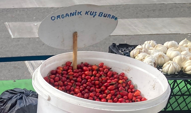 Kuşburnu: Doğanın Şifa Deposu