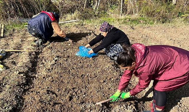 Vize Düzova’da Salep Ekim Çalışmaları Başladı