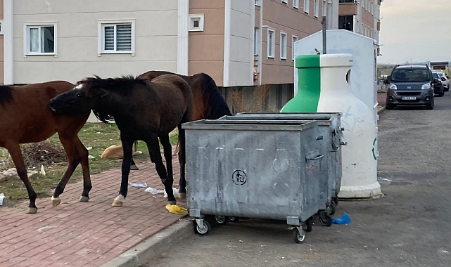 Atlar Çöp Konteynerlerinde Yiyecek Aramaya Başladı