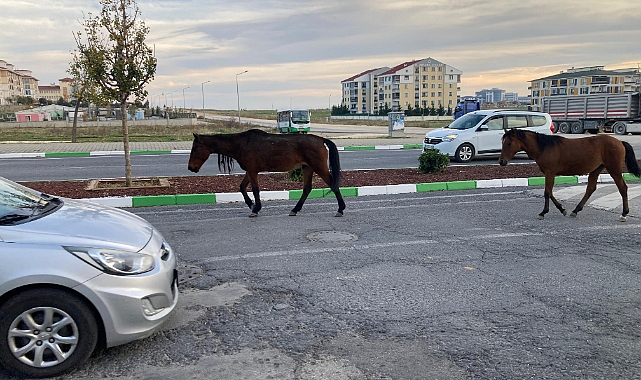 Başıboş Atlar Trafiği Tehlikeye Atıyor