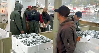 Tekirdağ’da balıkçılar denizden kasalar dolusu hamsi ve sardalyayla döndü