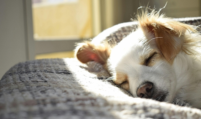 Evde Köpek Bakımı Nasıl Olmalı? Dikkat Edilmesi Gerekenler
