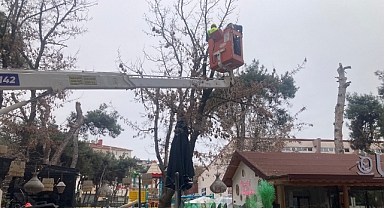 Kırklareli Belediyesi Ağaç Bakım ve Budama Çalışmalarını Sürdürüyor
