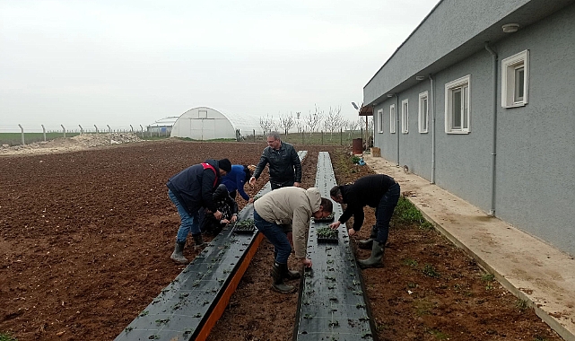 Çilek Üretimine Teknik Destek: Dikimler Uzman Gözetiminde Yapıldı