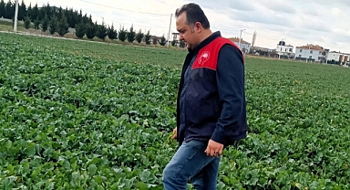 Kanola Ve Buğday Tarlalarına Yakın Takip