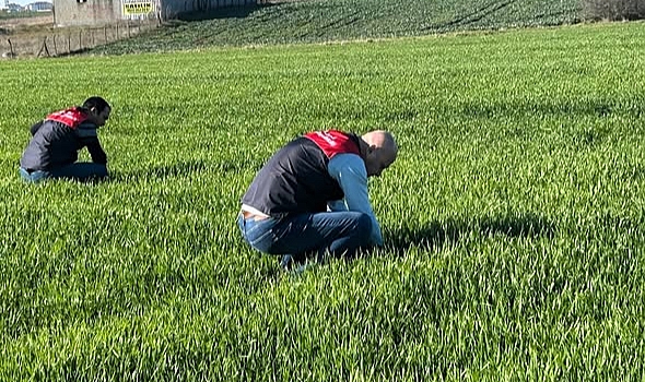 Babaeski'de Kanola ve Hububat Tarlalarında Kontrol