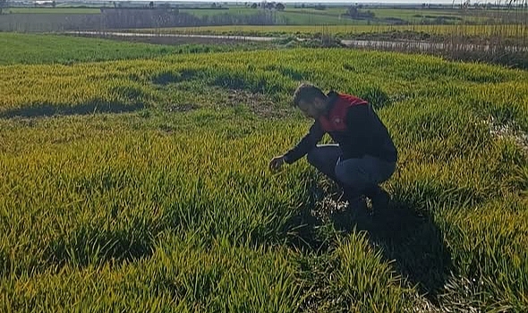 Kırklareli'nde Hububat Alanlarında Yoğun Denetim