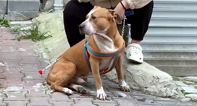Pitbull’un saldırdığı ‘Reis’ isimli köpek, ağır yaralandı