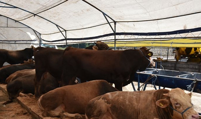 Çorlu´da Kurban Pazarı İçin Başvurular Başlıyor