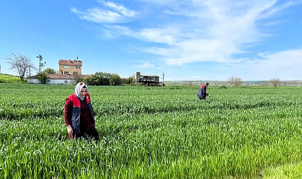 Kırklareli’nde Süne Zararlısına Karşı Seferberlik