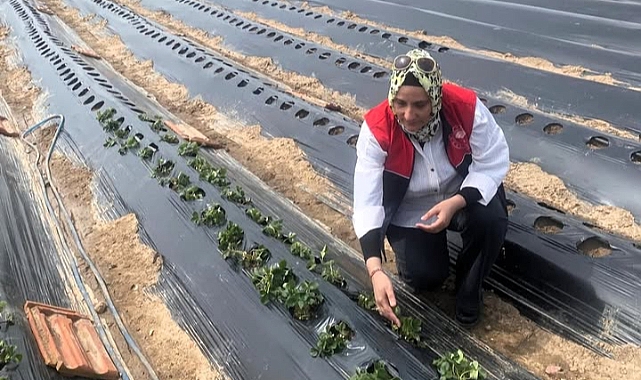 Babaeski’de Çilek Üretimine Yakın Takip: Hastalık ve Zararlılara Karşı Saha Denetimleri Sürüyor