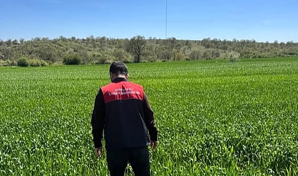 Kırklareli’nde Süne Alarmı! Tarım Müdürlüğü Hububat Tarlalarında Sürvey Çalışmalarına Başladı
