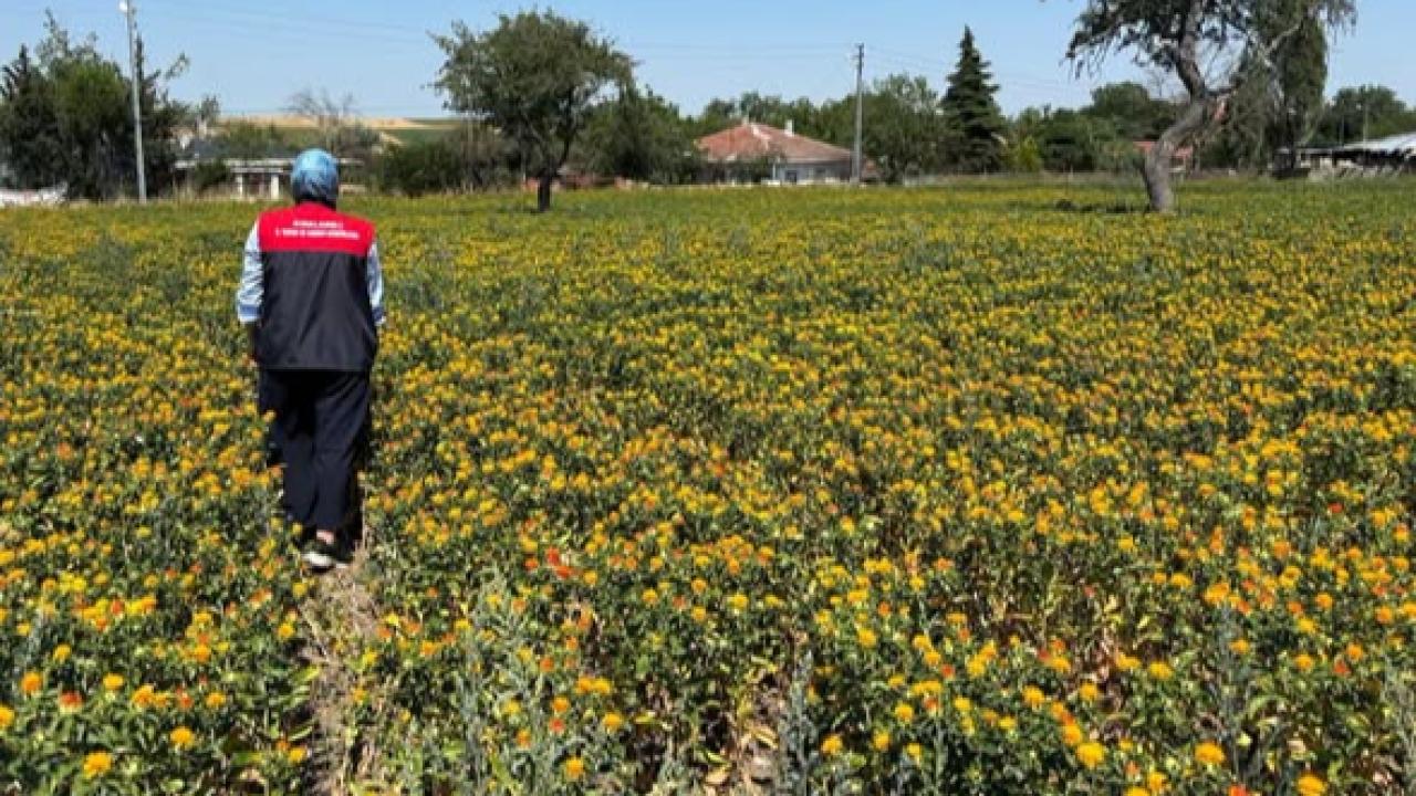 Babaeski’de Aspir Tohumu Denemeleri Yakından İzleniyor