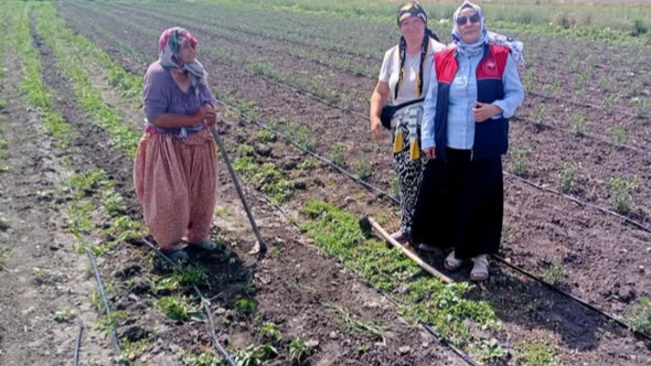 Babaeski’de Kadın Çiftçilerle Sahada Üretim İncelemesi
