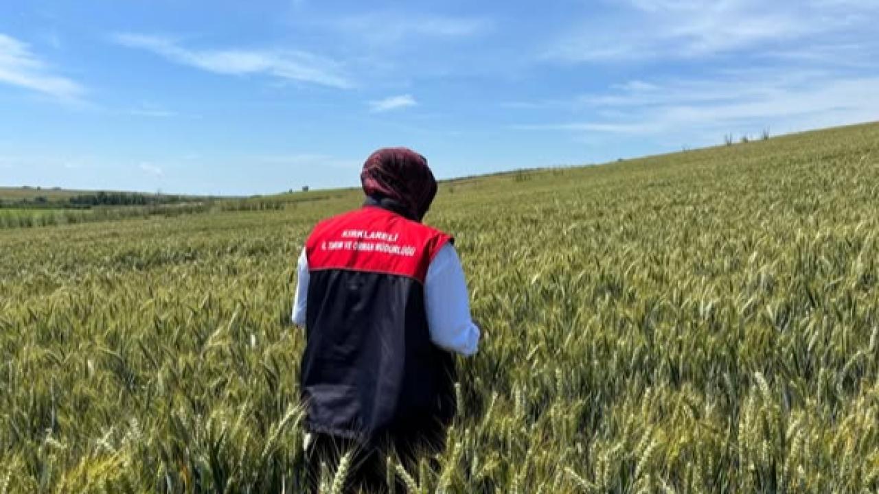 Kırklareli’nde Hububat Alanlarında Süne Nimf Sürvey Çalışmaları Devam Ediyor