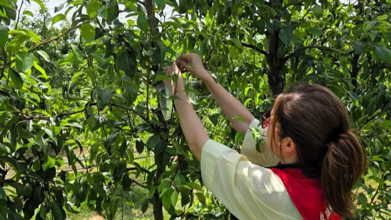 Lüleburgaz’da Kahverengi Kokarca Takibi Başladı