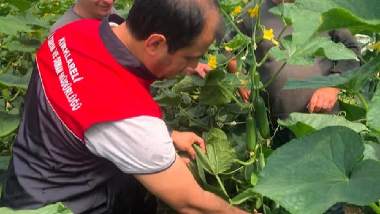 Pınarhisar’da TAKE Destekli Hıyar Üretimine Yakın Takip