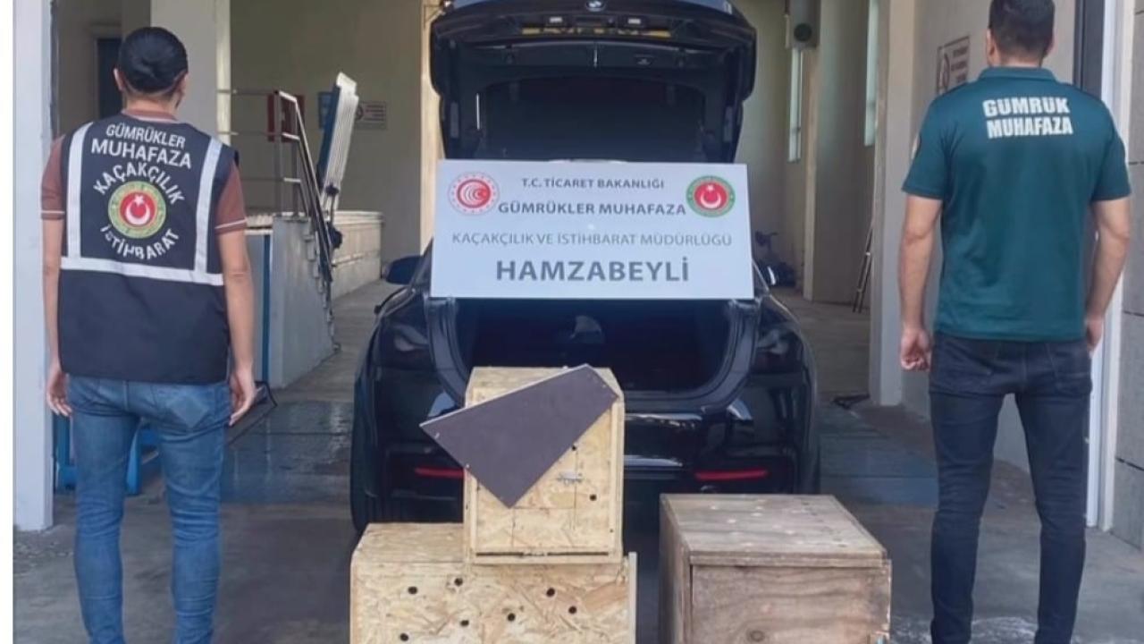 Hamzabeyli Sınır Kapısı'nda Hayvan Kaçakçılığına Darbe