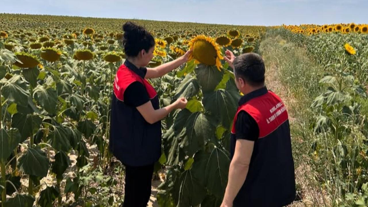 Pehlivanköy'de Ayçiçeği Tarlaları Yakın Takipte