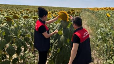 Pehlivanköy'de Ayçiçeği Tarlaları Yakın Takipte