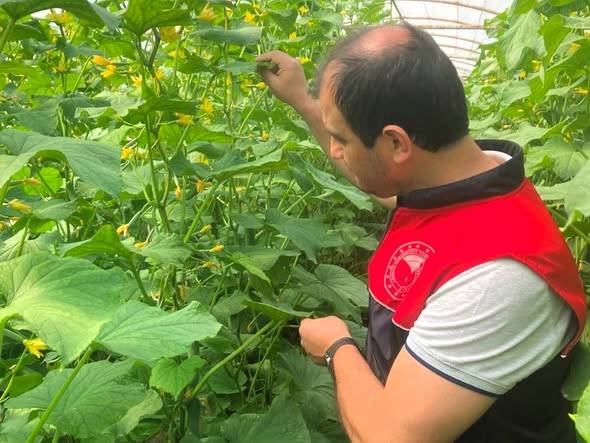 Pınarhisar’da TAKE Destekli Hıyar Üretimine Yakın Takip